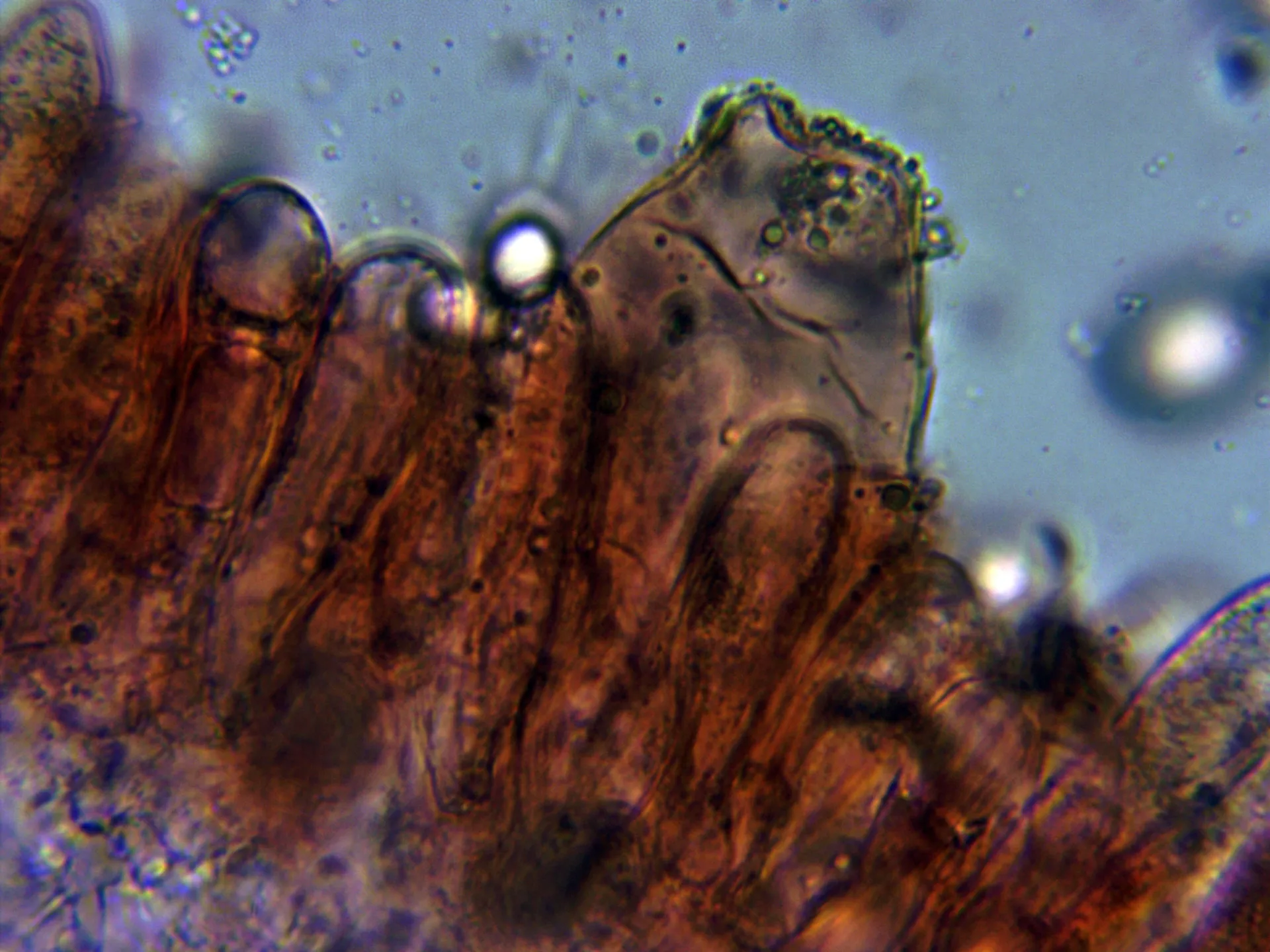 10 - Pleurocistidio